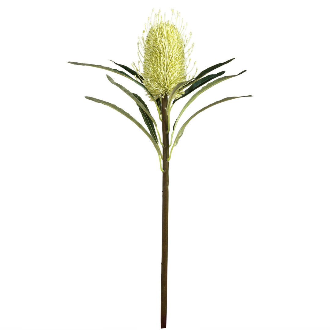 Protea Bloom