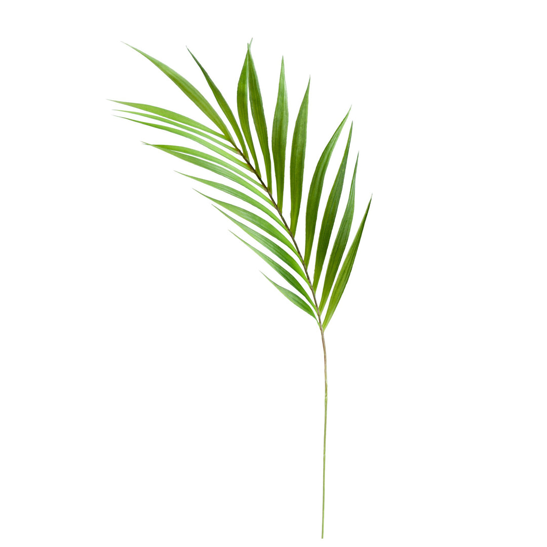 Palm Leaf Stem