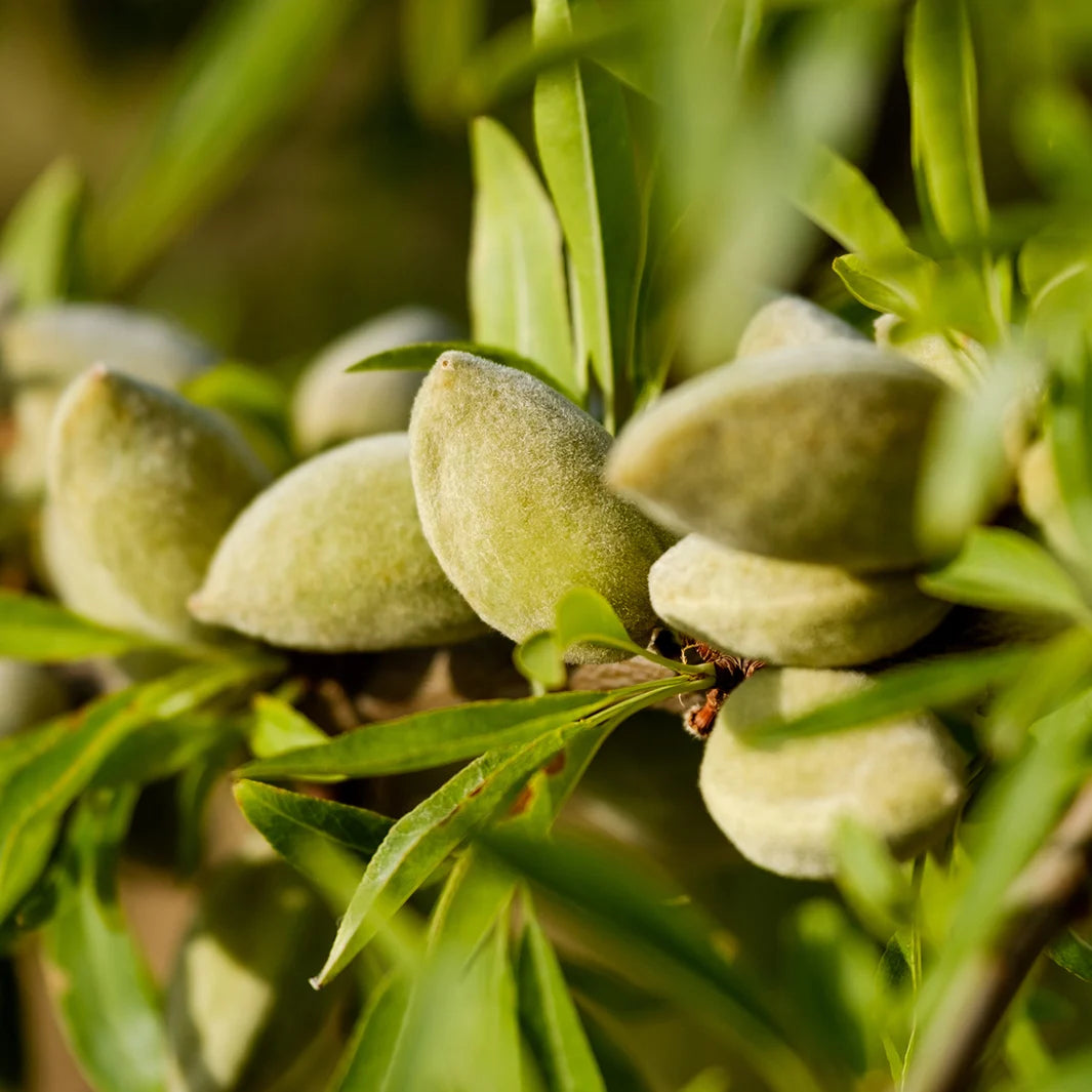NOURISHING ALMOND LIP BALM 15ML