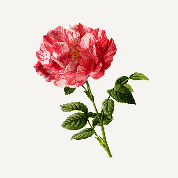 MINI HAND CREAM "REJUVENATING ROSE" 30ML