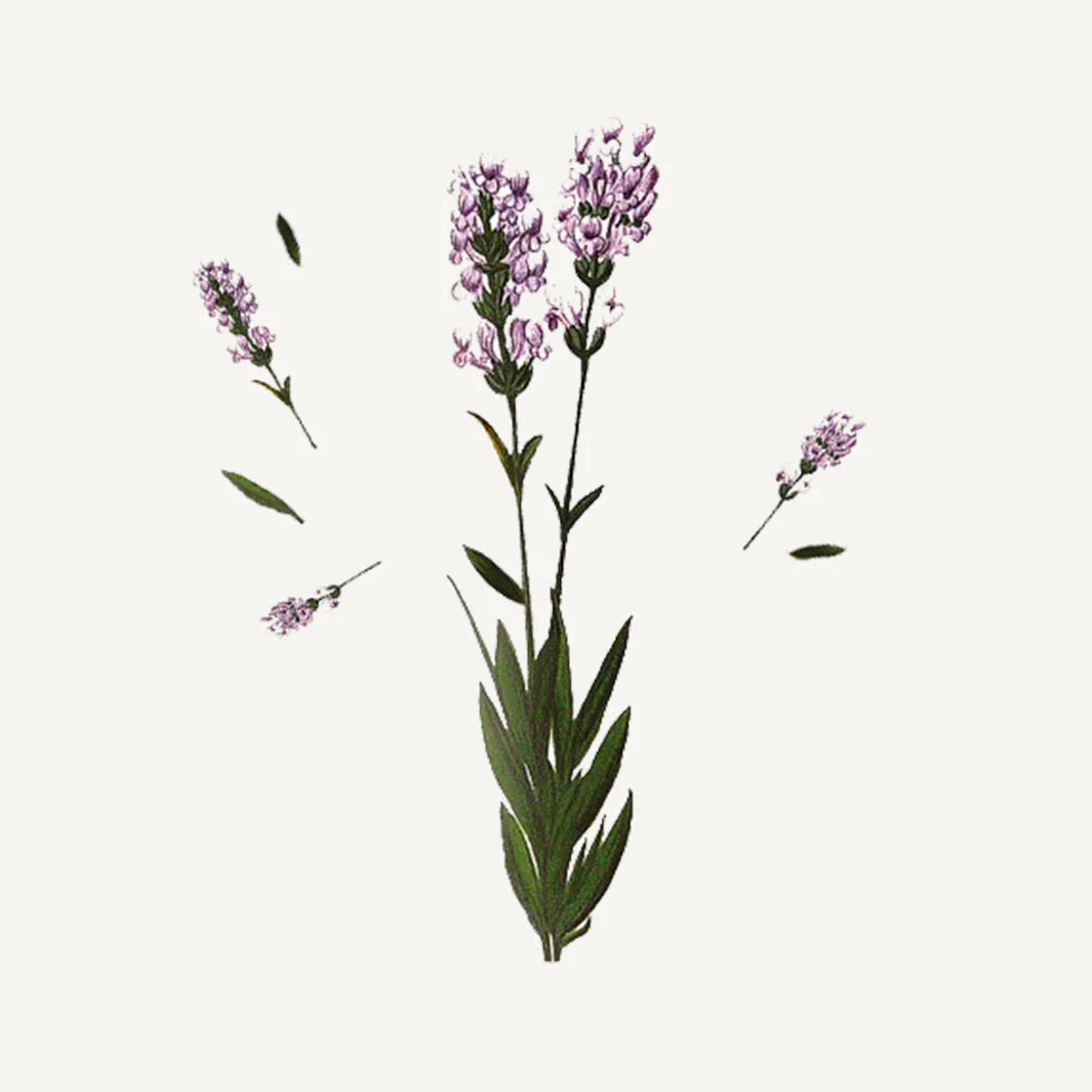 MINI HAND CREAM "SOOTHING LAVENDER" 30ML