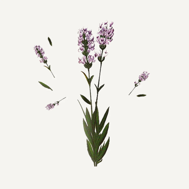 MINI HAND CREAM "SOOTHING LAVENDER" 30ML