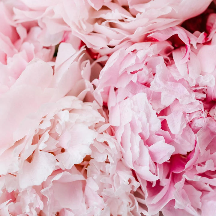 RADIANT PEONY LIP BALM 15ML
