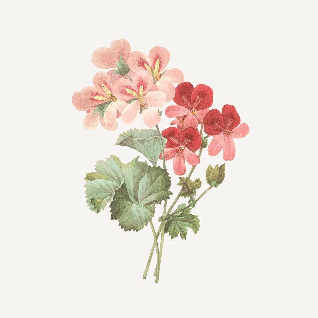 HAND CREAM "ROSE GERANIUM" 30ML