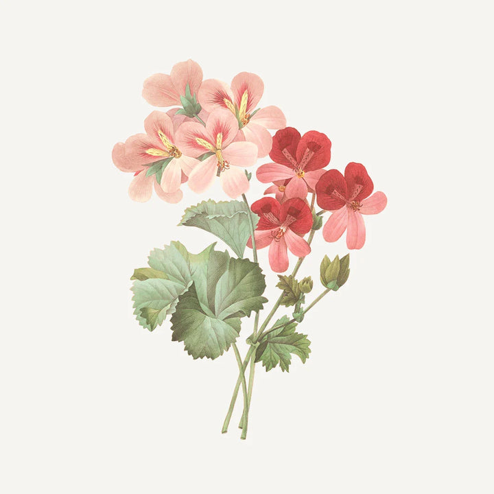 HAND CREAM "ROSE GERANIUM" 30ML