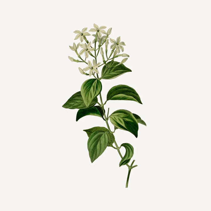 HAND CREAM "PRECIOUS JASMINE" 30ML