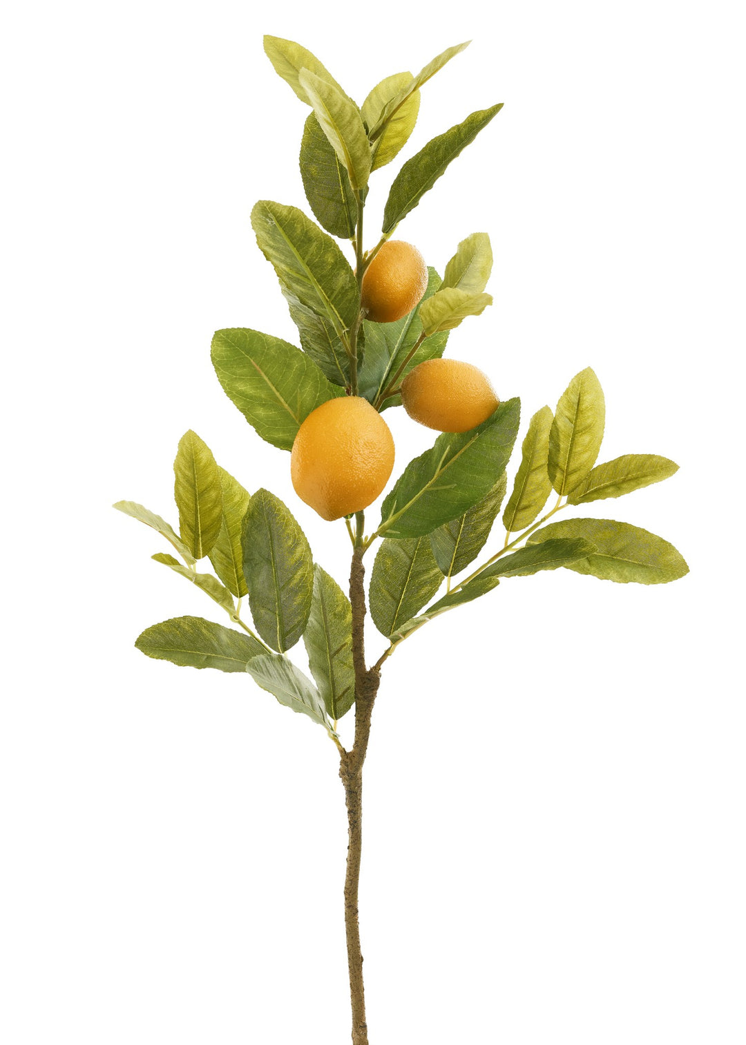 LEMON STEM