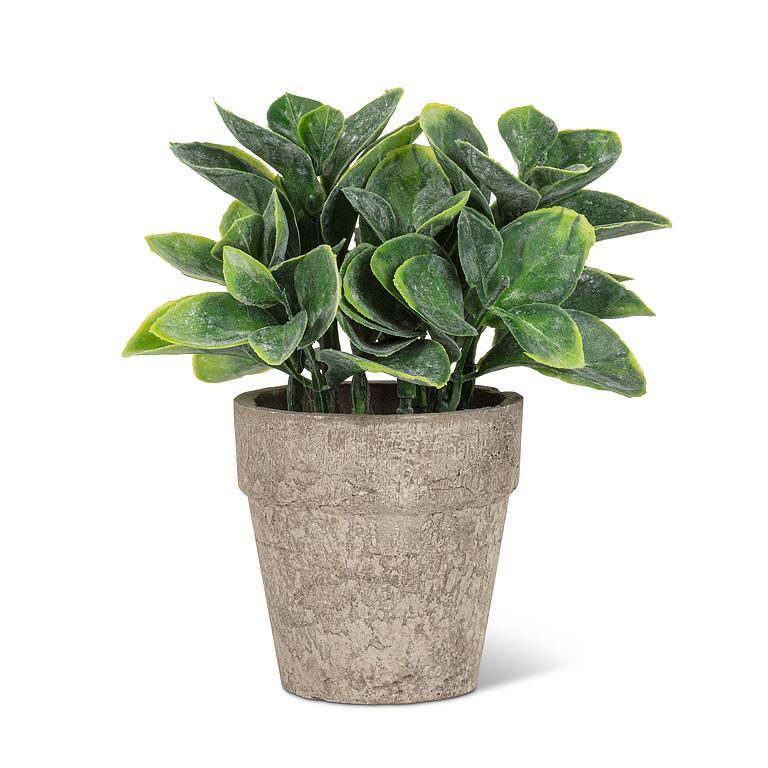 SMALL SPADE LEAF PLANT POT 6''H