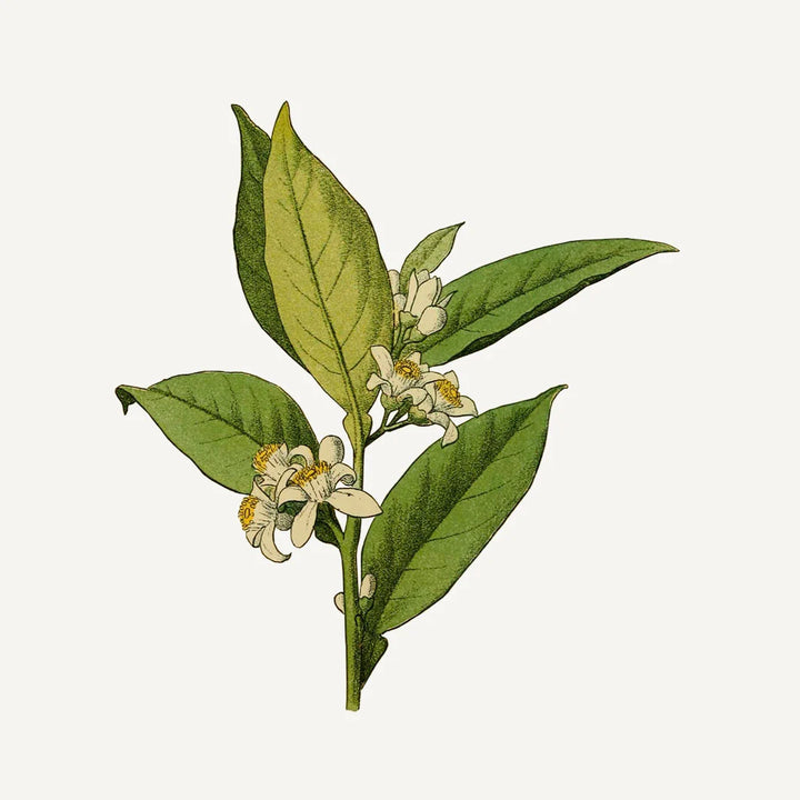 HAND CREAM "ABSOLUTE ORANGE BLOSSOM" 75ML