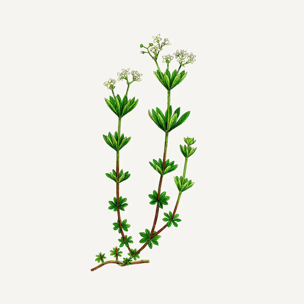 MINI HAND CREAM "SEA SAMPHIRE" 30ML