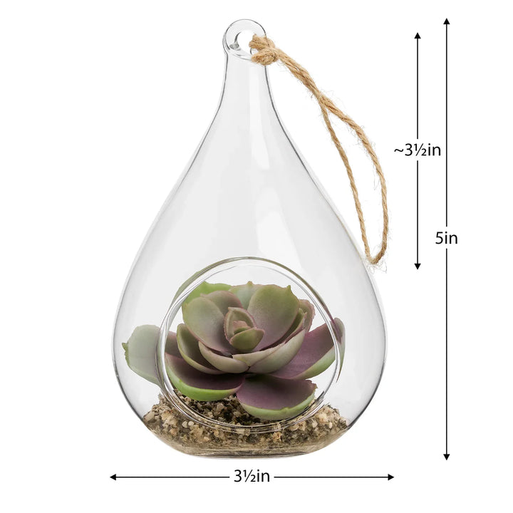 HANGING GLASS TEARDROP POTTED SUCCULENT/ECHEVERIA 5''H