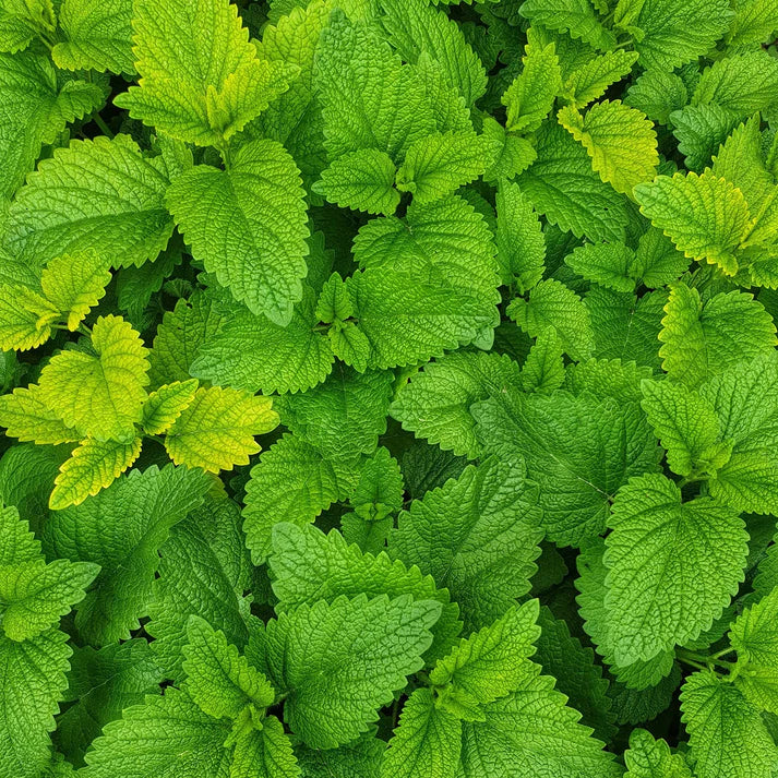 PUSH PLUG-IN SCENT "VANILLA MINT" 15ML