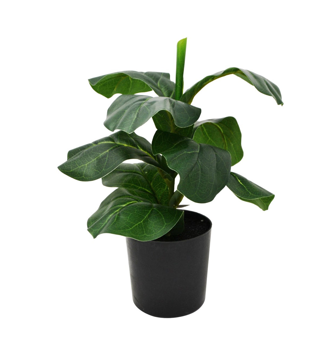 FICUS 10X9X30CM