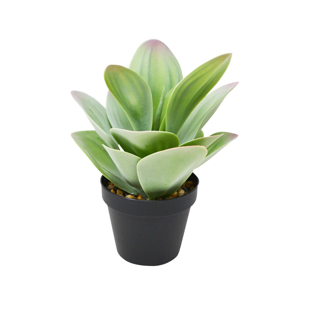 KALANCHOE 16X25CM