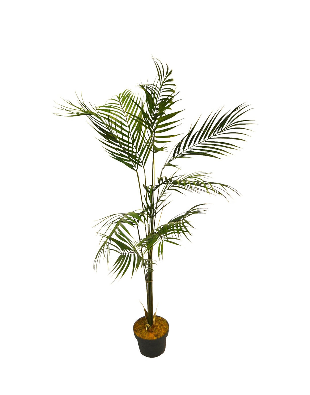 KWAI TREE 110CM