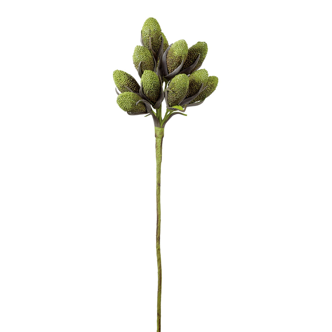 Desert Rind Pods Stem