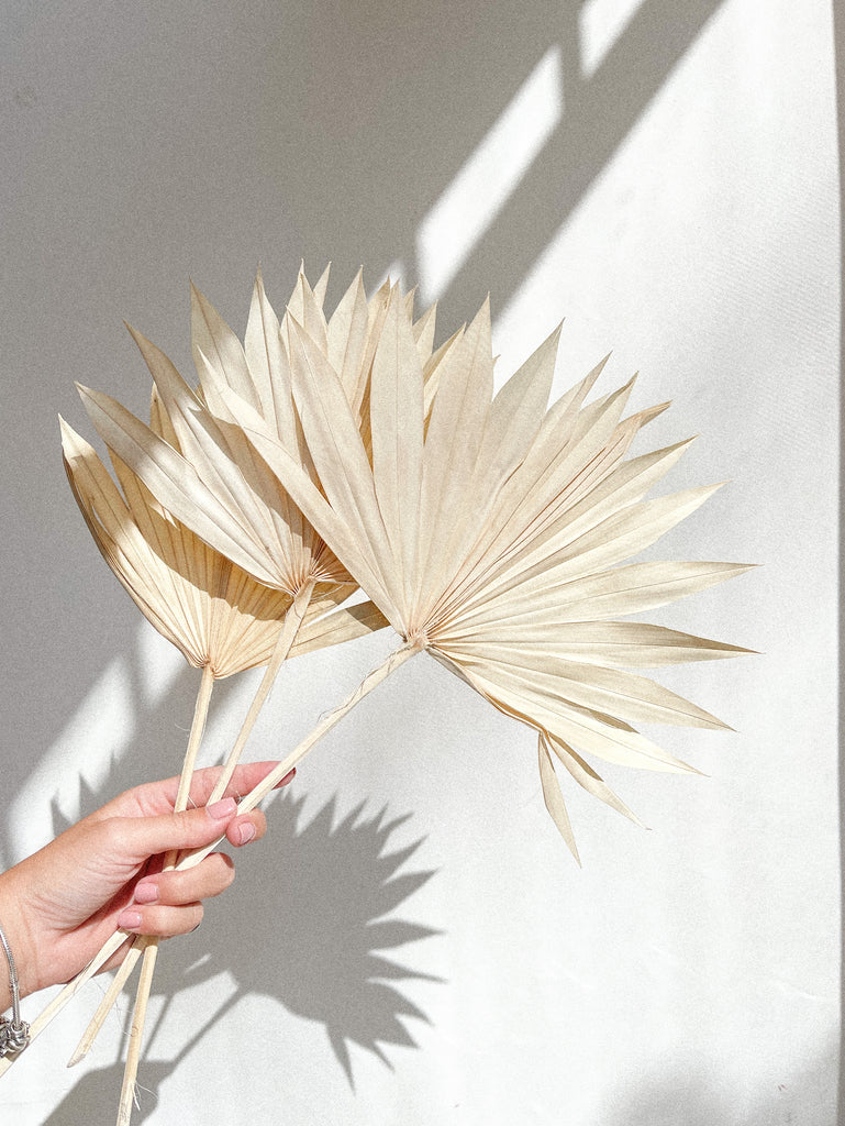 Sun Palm Fan Leaves- Bleach White