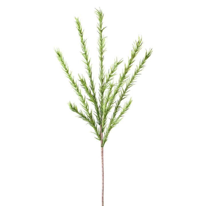 Desert Pine Stem