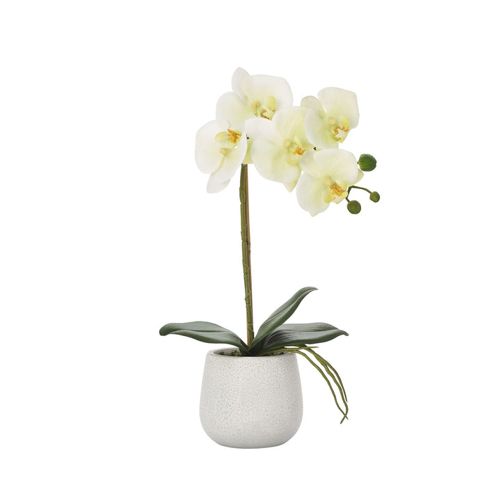 Phalaenopsis Potted Single Stem Orchid - Yellow