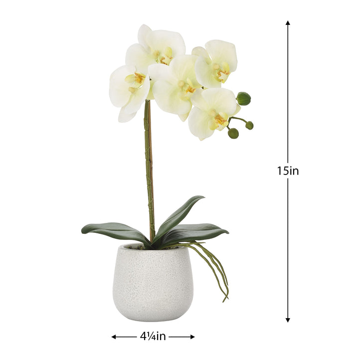 Phalaenopsis Potted Single Stem Orchid - Yellow