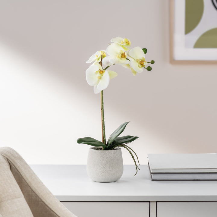 Phalaenopsis Potted Single Stem Orchid - Yellow