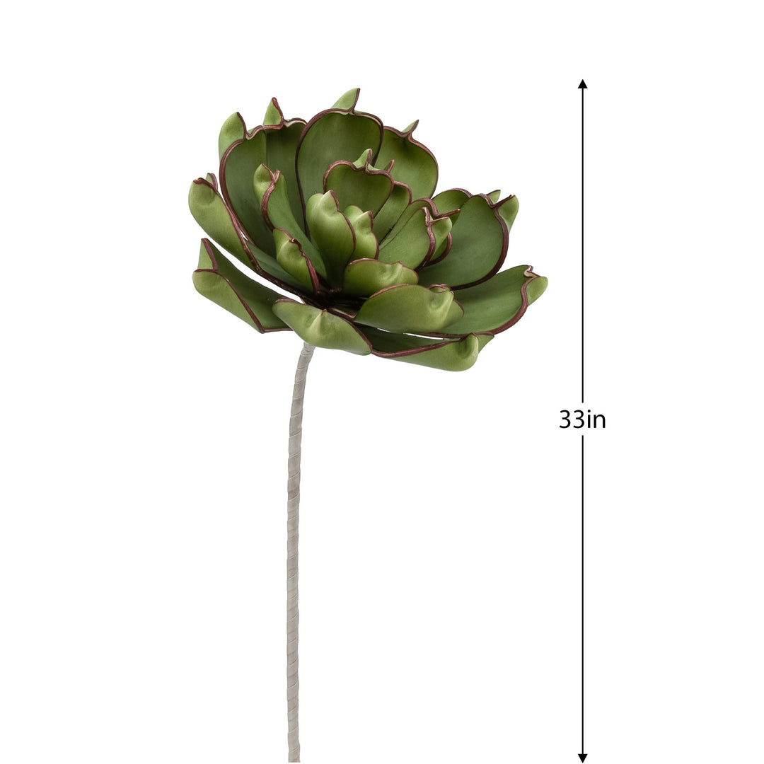 Desert Succulent Dark Green Pinched Echeveria Stem