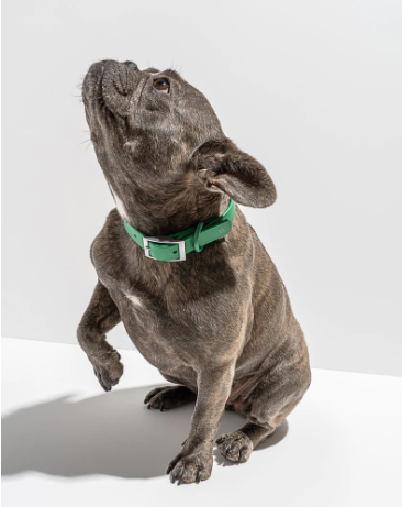 Collier pour chien Wild One Spruce, Extra Small