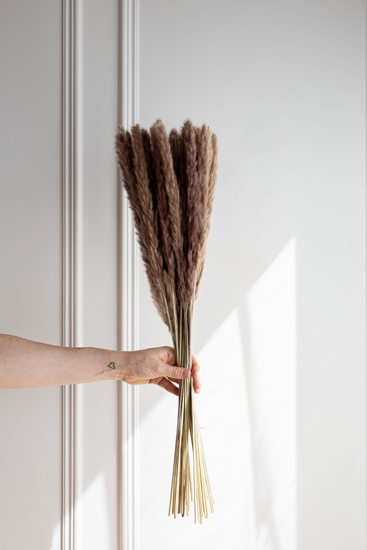 PAMPAS GRASS - Natural Type 5 Retail Ready