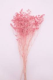 Preserved Limonium - Blush Pink