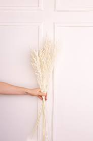 Preserved Solidago Goldenrod - White