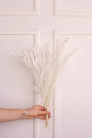 Preserved Eucalyptus Willow- White