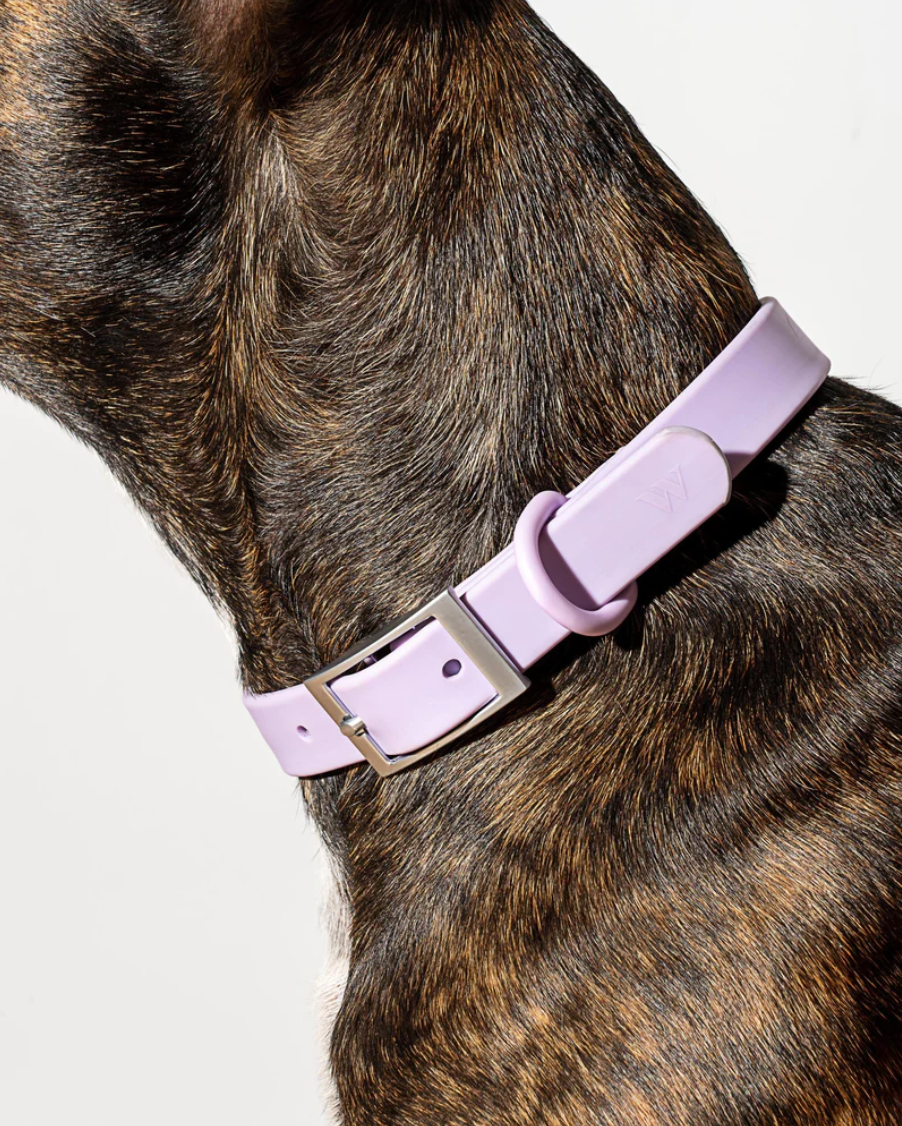 Wild One Extra Small Collar (Cou : 7-10", Largeur de la sangle : 1/2") - Lilas