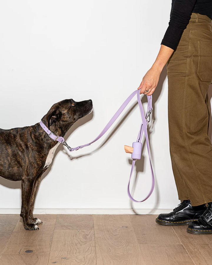 Wild One Extra Small Collar (Cou : 7-10", Largeur de la sangle : 1/2") - Lilas