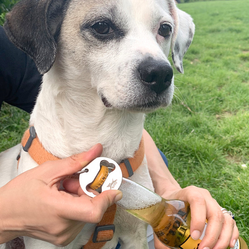 DOG COLLAR BOTTLE OPENER