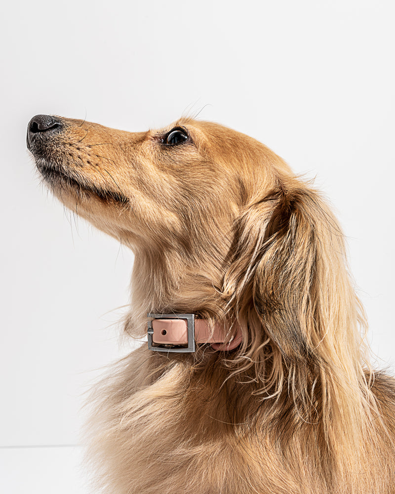 WILD ONE SMALL COLLAR (NECK : 8-12", STRAP WIDTH : 3/4") - BLUSH