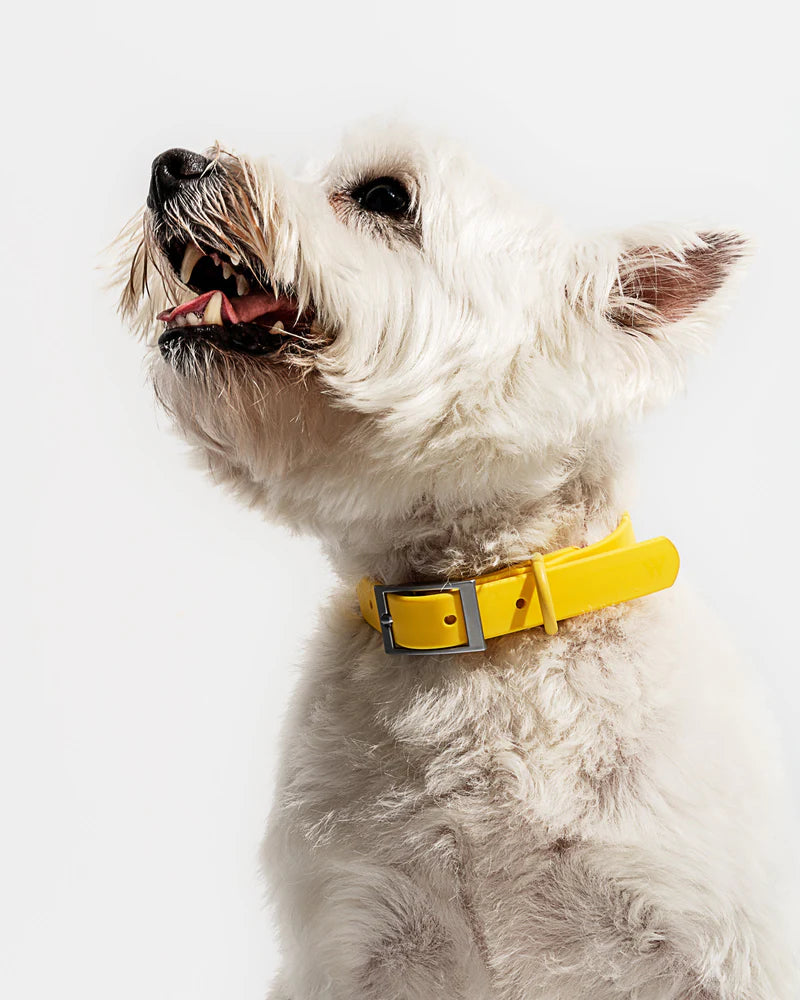 WILD ONE COLLAR LARGE - BUTTER