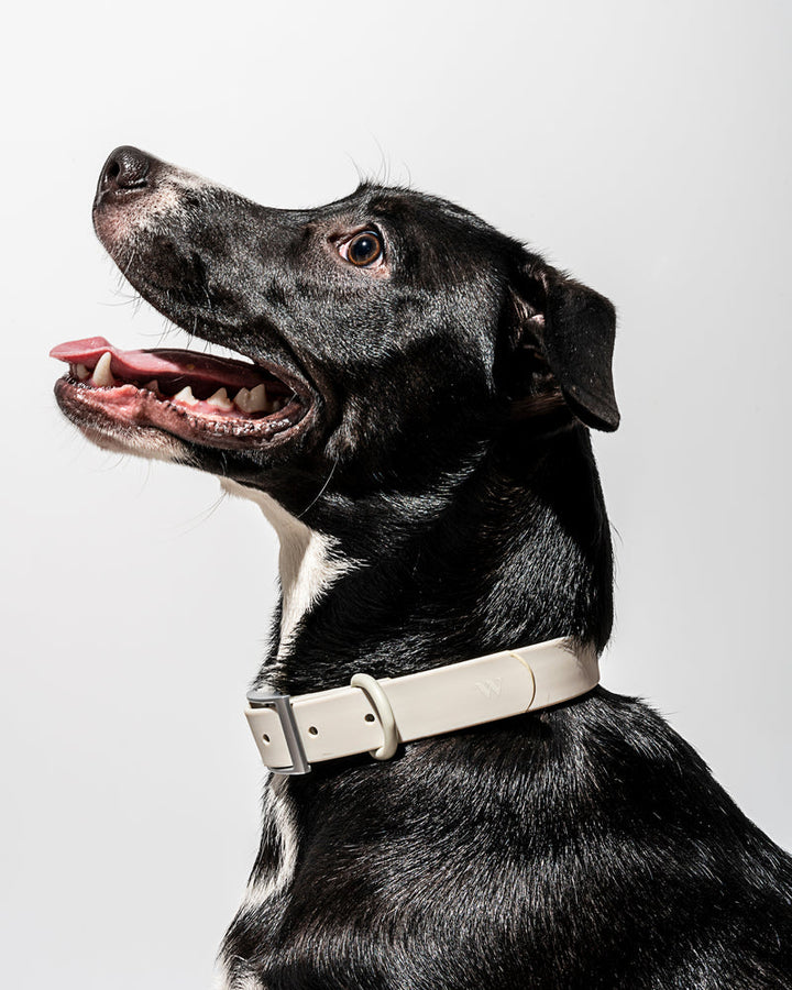 WILD ONE SMALL COLLAR - GRAY