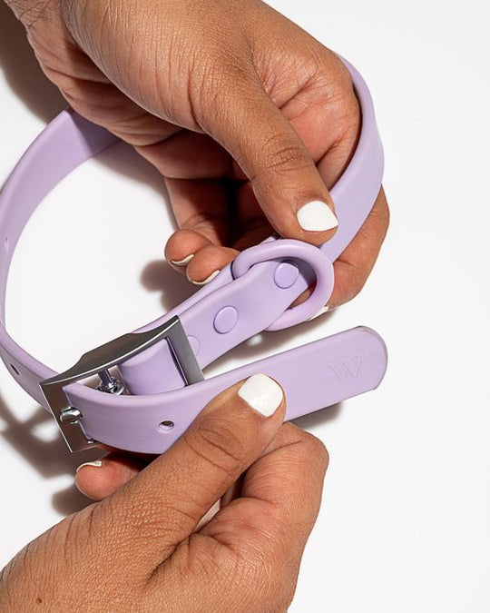 Wild One Extra Small Collar (Cou : 7-10", Largeur de la sangle : 1/2") - Lilas