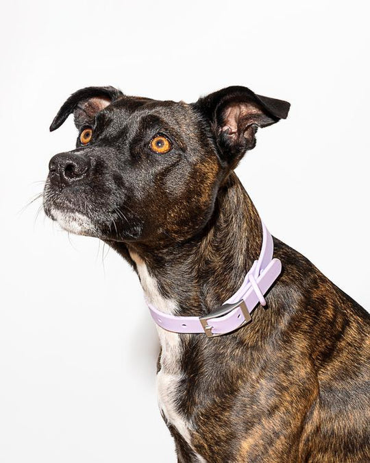 Wild One Extra Small Collar (Cou : 7-10", Largeur de la sangle : 1/2") - Lilas