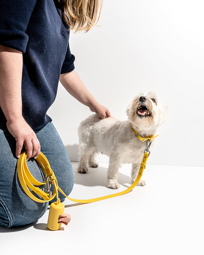 WILD ONE COLLAR LARGE - BUTTER