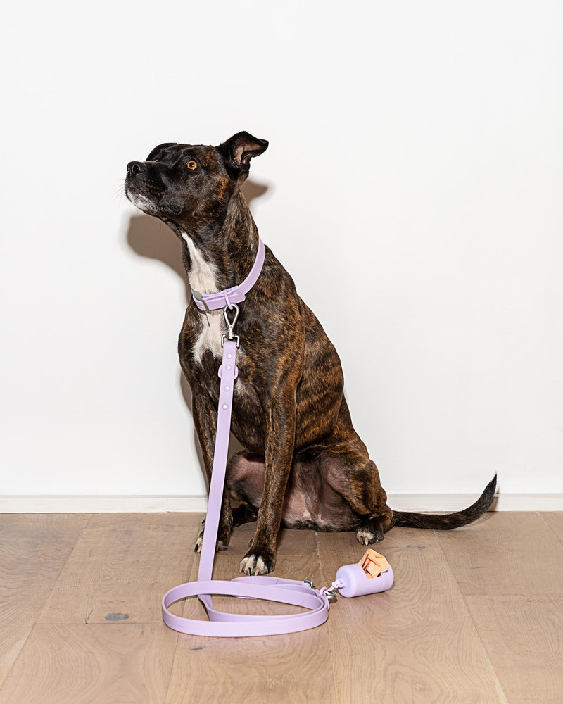 WILD ONE SMALL LEASH - LILAC