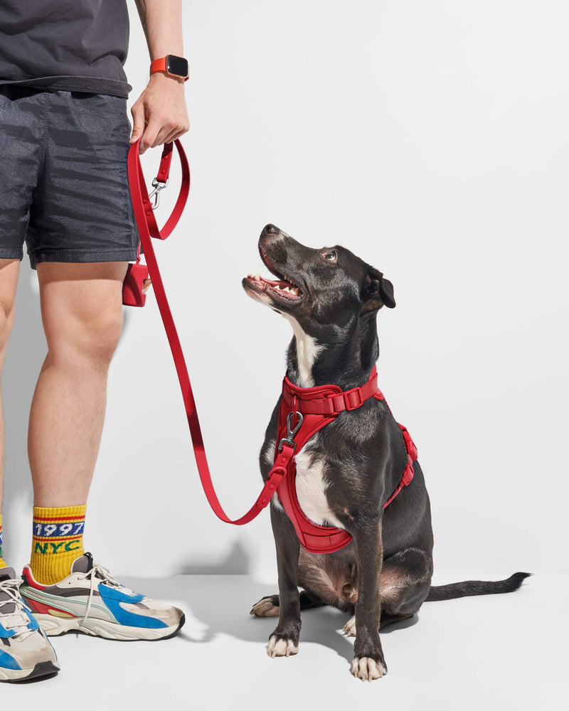 WILD ONE SMALL LEASH - STRAWBERRY