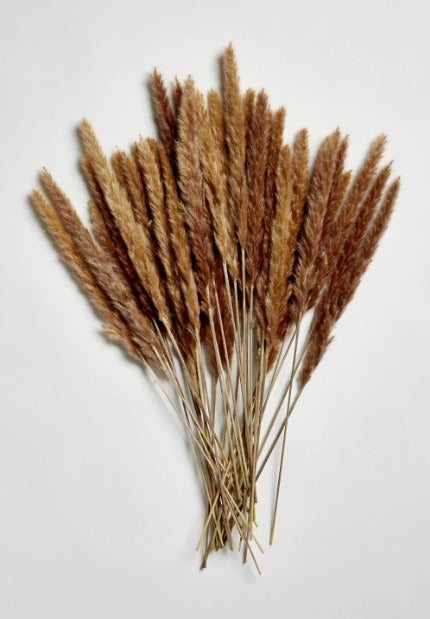 PAMPAS GRASS - Natural Type 5 Retail Ready