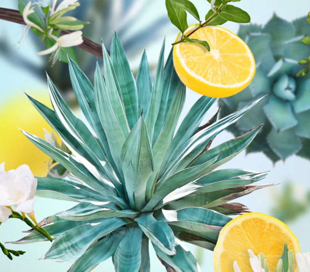 Maison Berger Lamp Refill 1L - Agave Garden