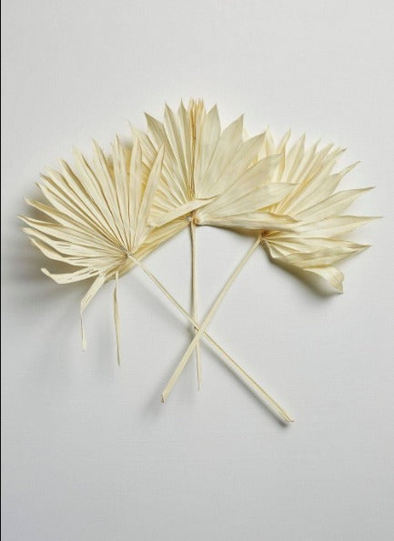 Sun Palm Fan Leaves- Bleach White