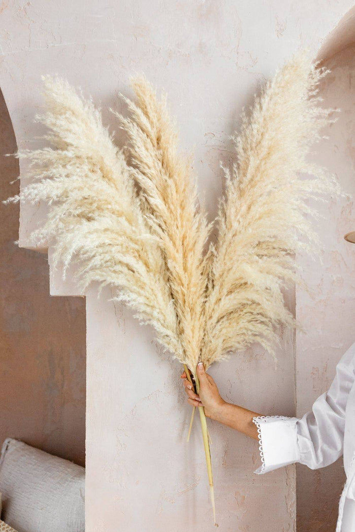 PAMPAS GRASS LARGE NATURAL TYPE 6