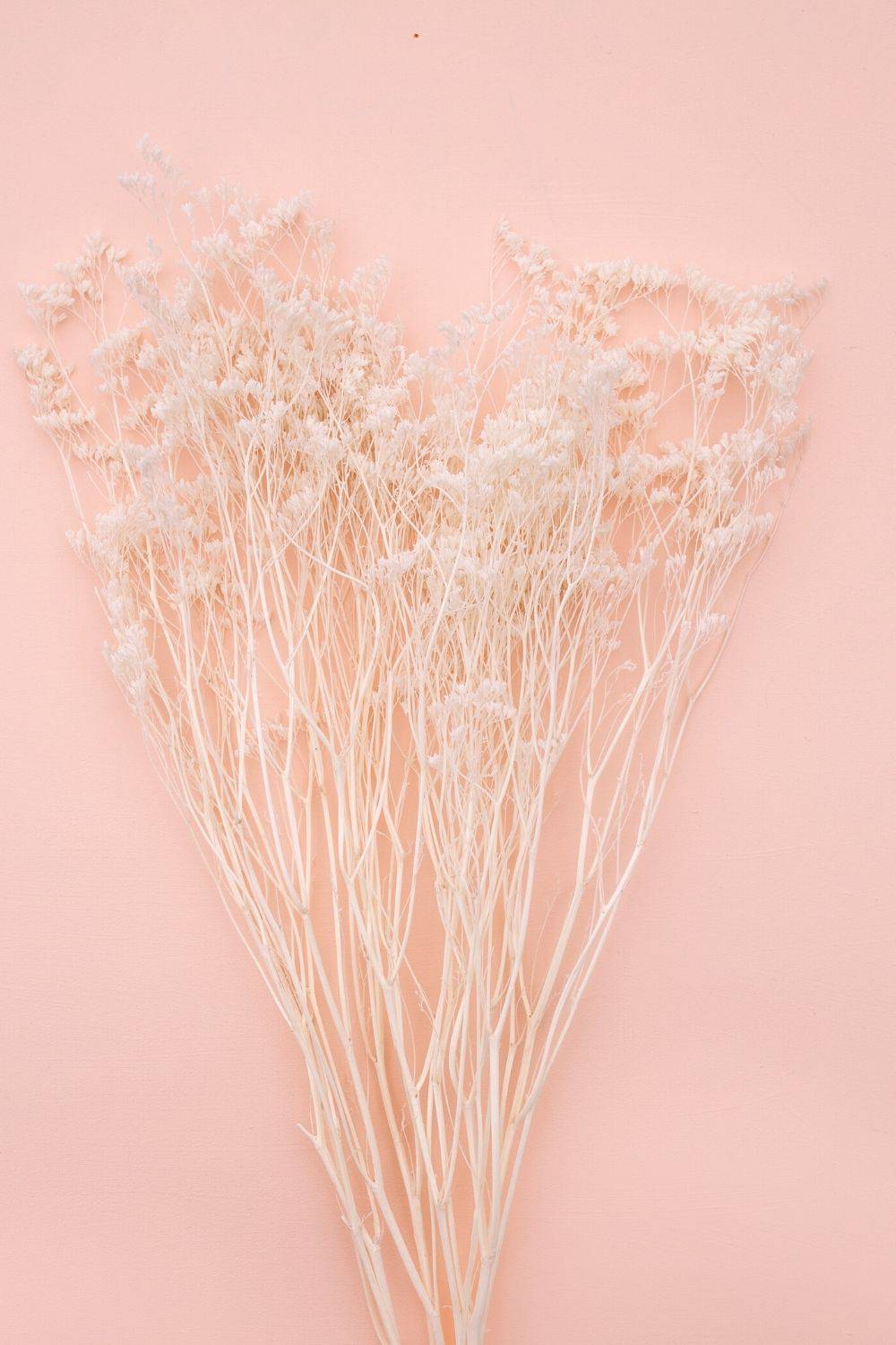 Preserved Solidago Goldenrod - White