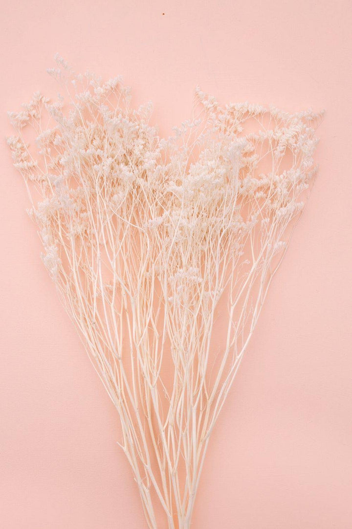 Preserved Solidago Goldenrod - White