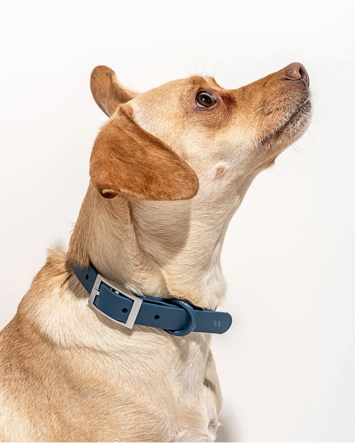 WILD ONE EXTRA SMALL COLLAR - NAVY