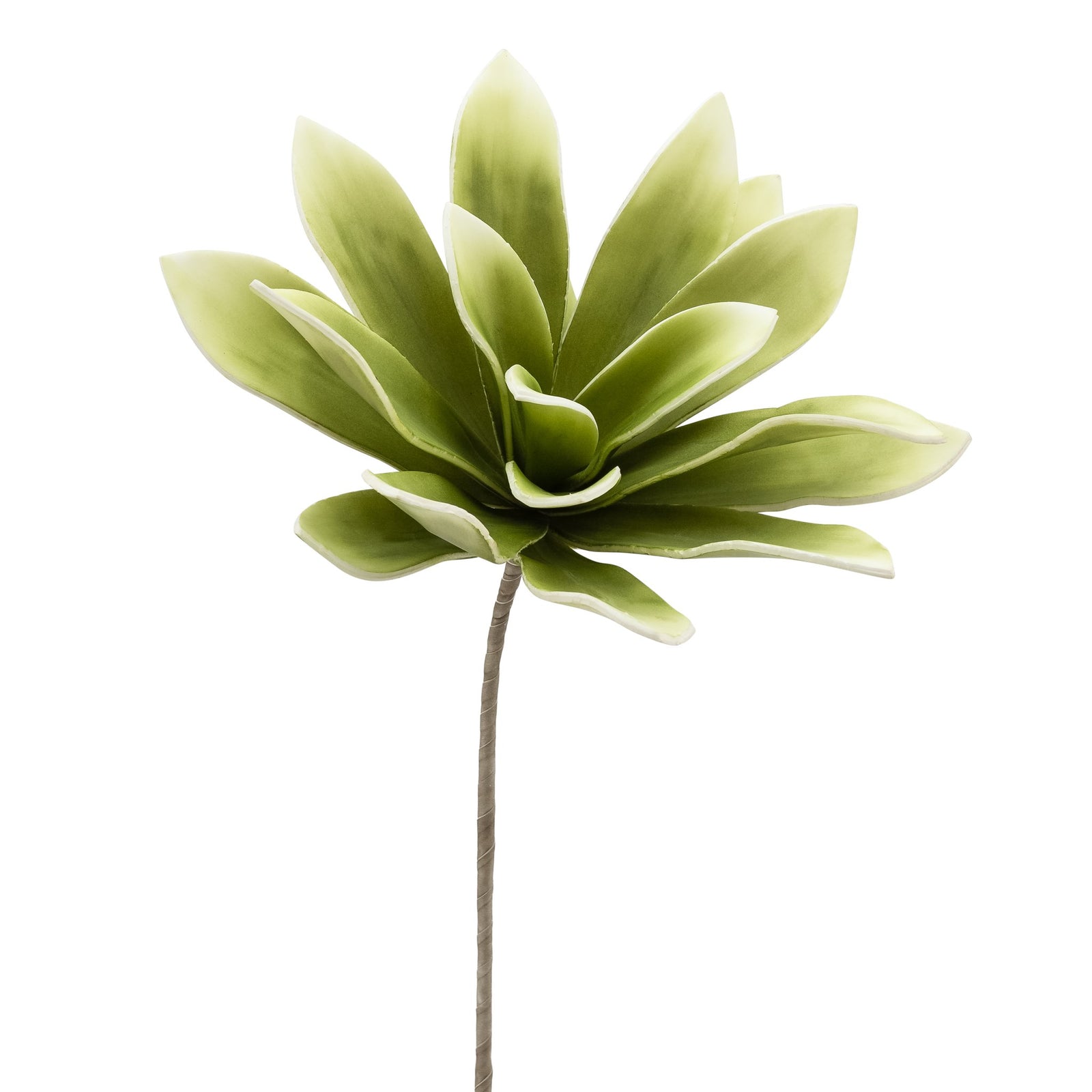 Desert Succulent Light Green Agave